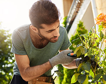 Nel nostro giardino: piante per l'ombra