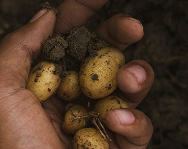 La varietà di patate da coltivare a casa